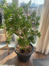 Load image into Gallery viewer, Jade Tree (Lady Fingers) 3’ Tall
