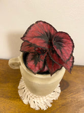 Load image into Gallery viewer, Rex Begonia &quot;Red Kiss&quot;
