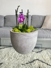 Load image into Gallery viewer, Potted Orchids
