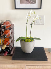Load image into Gallery viewer, Potted Orchids

