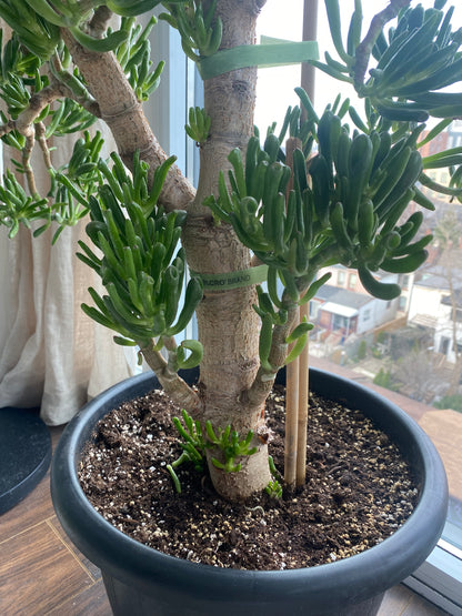 Jade Tree - Lady Fingers