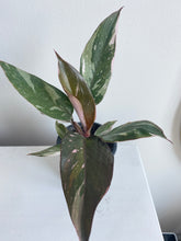 Load image into Gallery viewer, Philodendron Pink Princess

