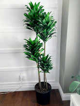 Load image into Gallery viewer, Dracaena JC Compacta Cane
