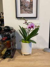 Load image into Gallery viewer, Potted Orchids
