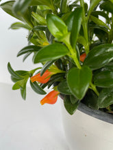 Load image into Gallery viewer, Goldfish Plant

