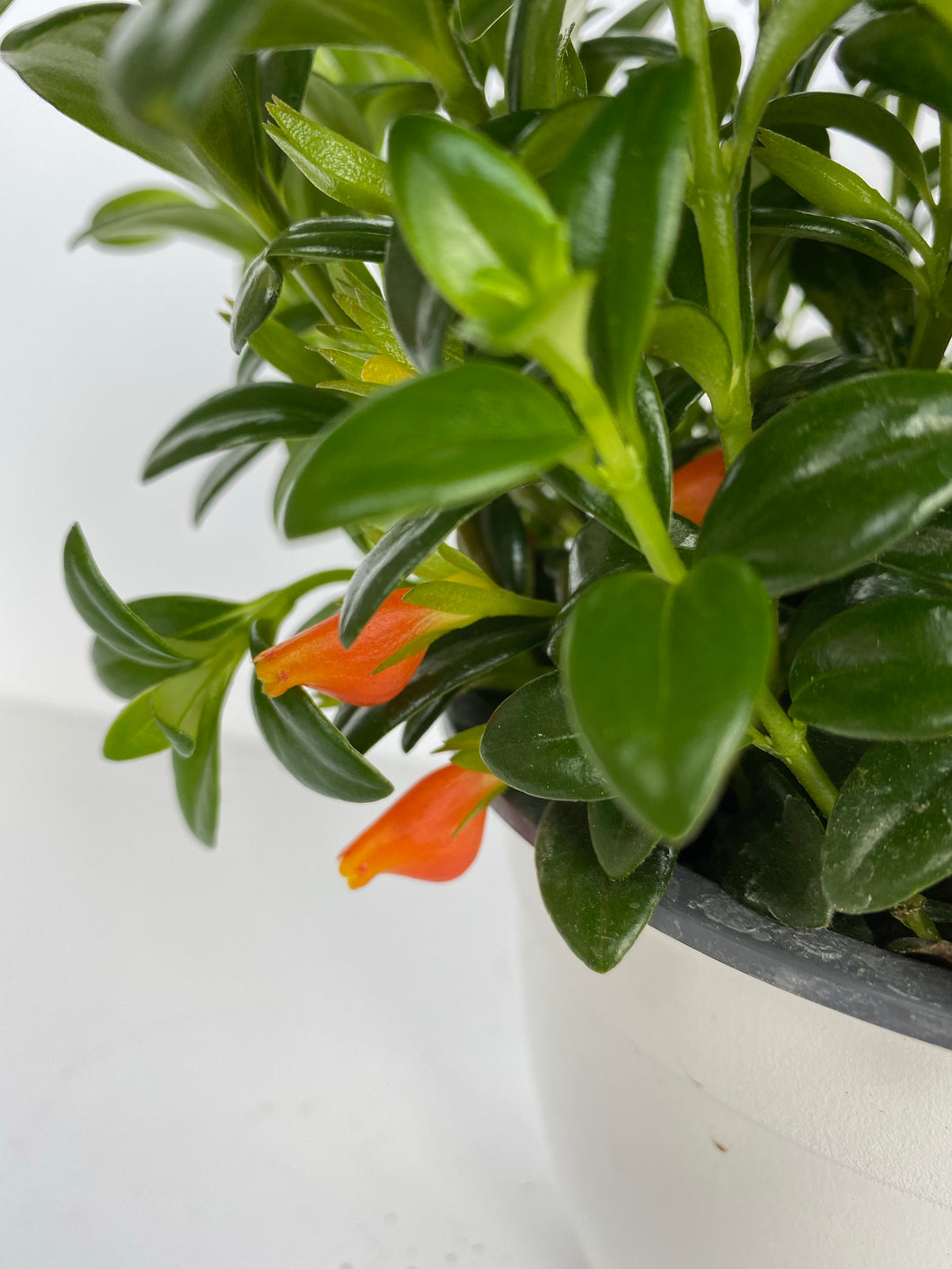 Goldfish Plant
