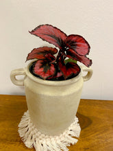 Load image into Gallery viewer, Rex Begonia &quot;Red Kiss&quot;

