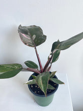 Load image into Gallery viewer, Philodendron Pink Princess
