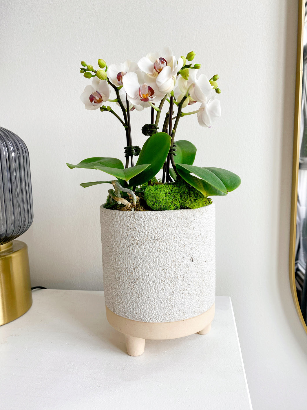 Potted Orchids