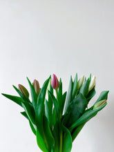 Load image into Gallery viewer, Fresh Tulips
