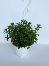 Load image into Gallery viewer, Goldfish Plant
