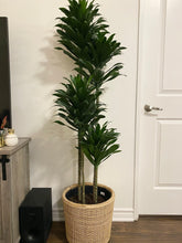 Load image into Gallery viewer, Dracaena JC Compacta Cane
