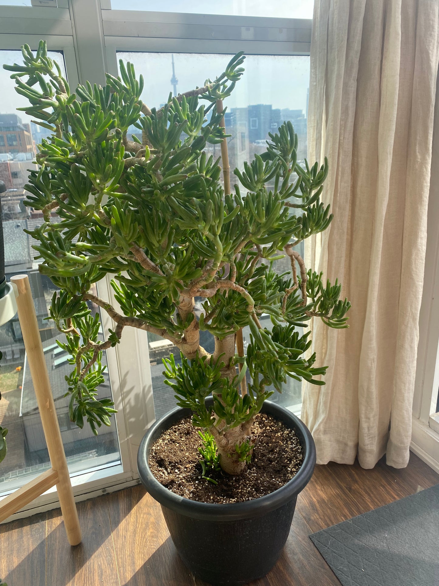 Jade Tree - Lady Fingers