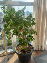 Load image into Gallery viewer, Jade Tree - Lady Fingers
