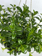 Load image into Gallery viewer, Goldfish Plant
