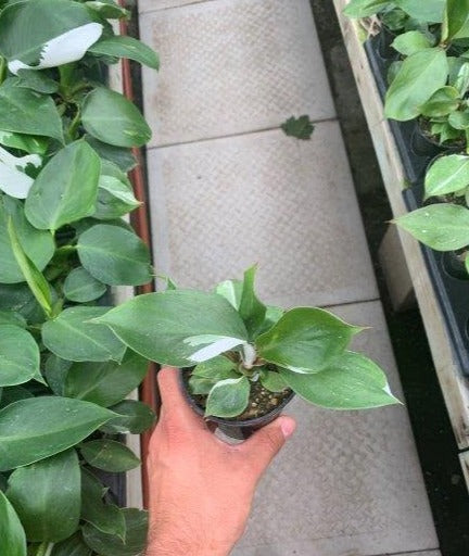Philodendron White Knight