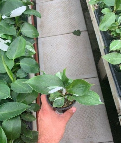 Philodendron White Knight