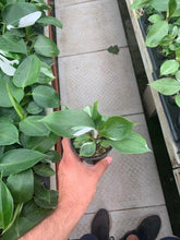 Load image into Gallery viewer, Philodendron White Wizard
