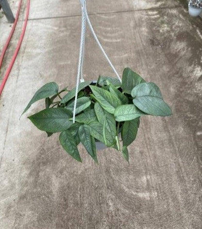 Pothos Cebu Blue 'Epipremnum Pinnatum'